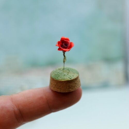 rosa